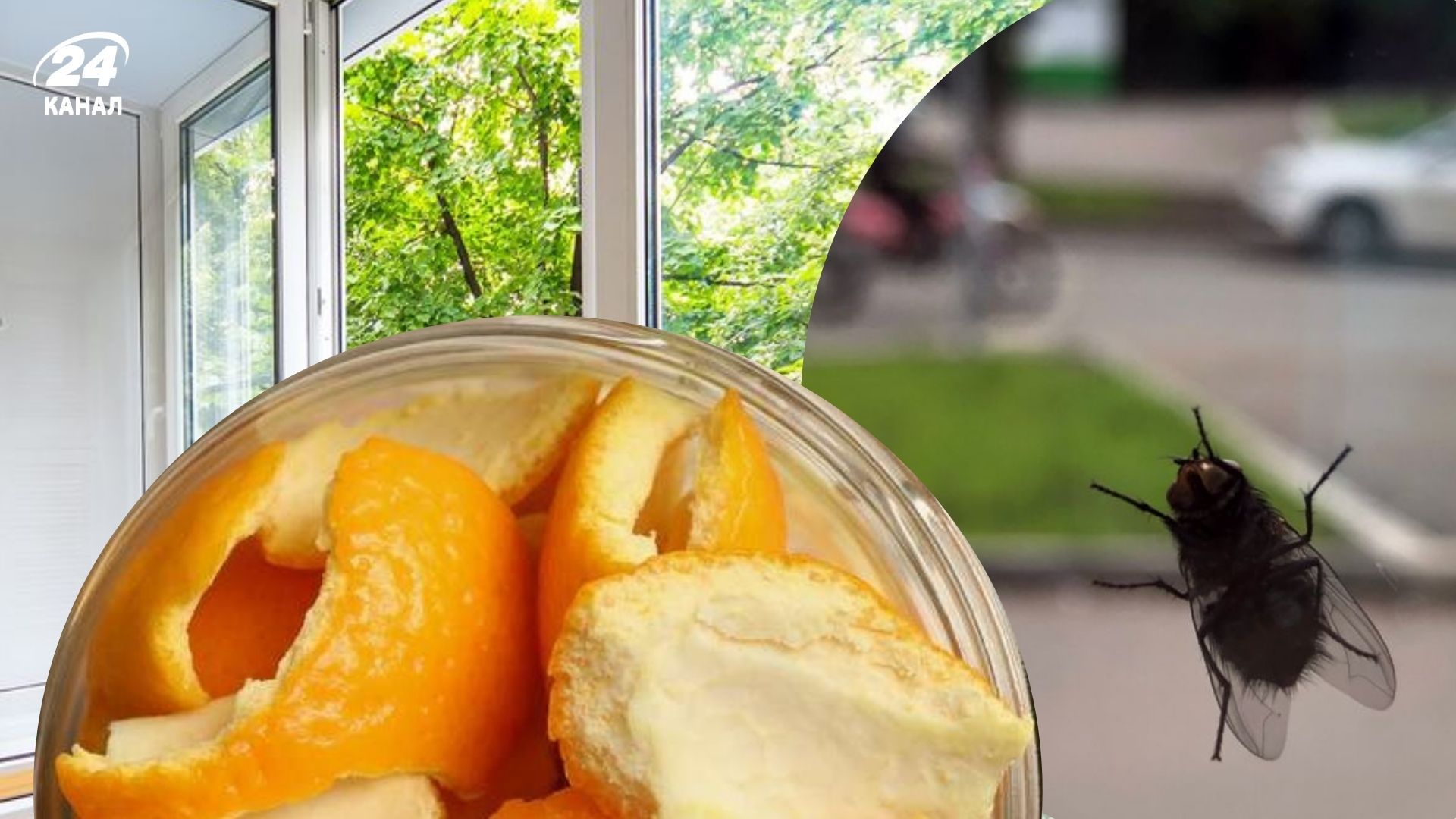 Мухи не люблять запах апельсина і лимона