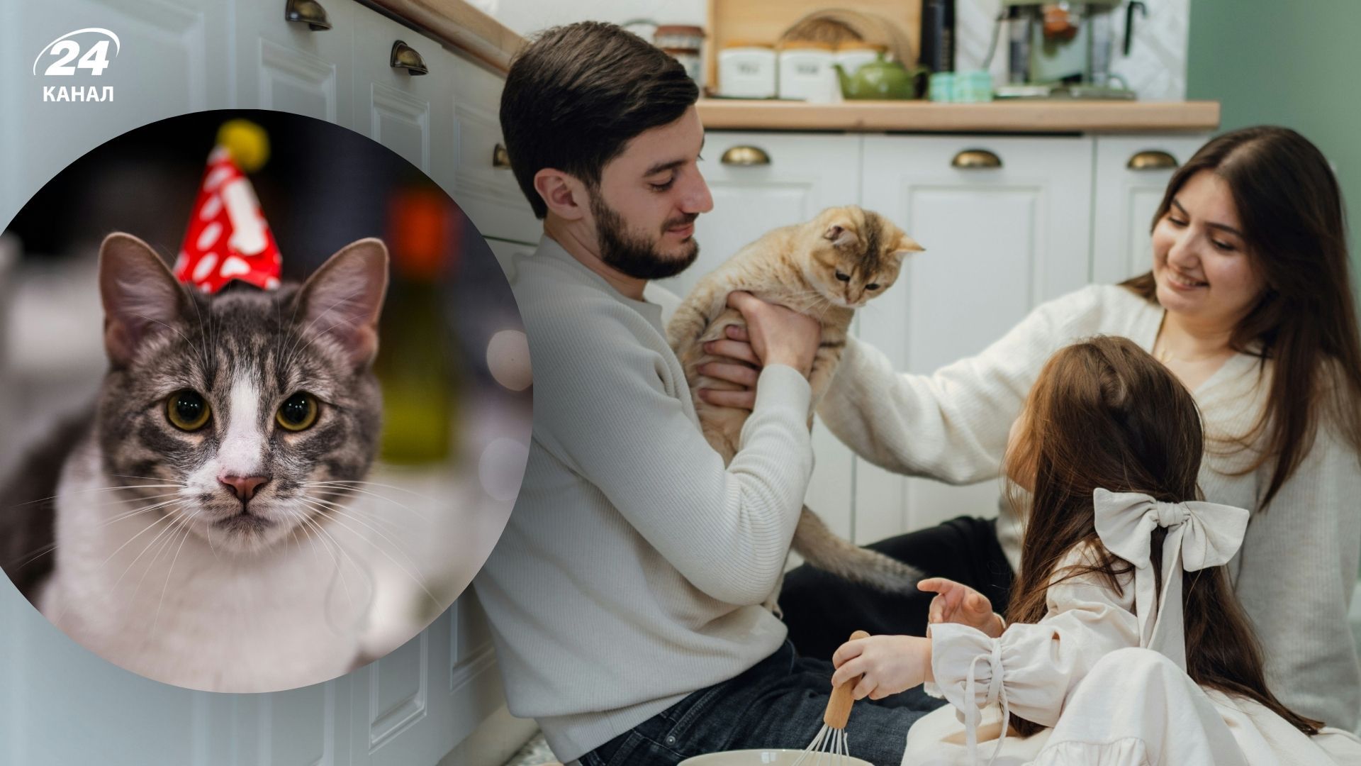 Как определить возраст кота по человеческим меркам