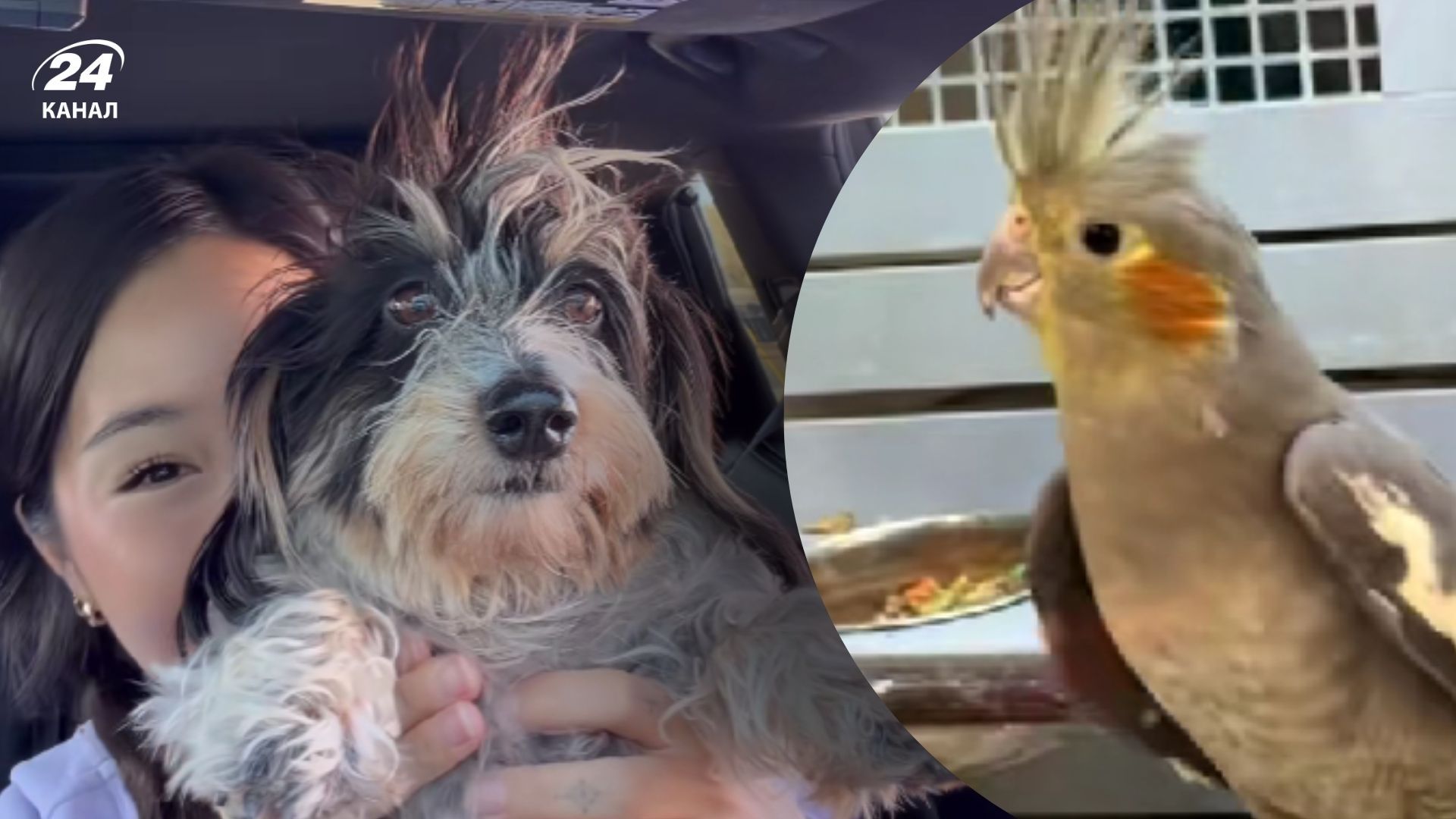 Такса с ирокезом влюбилась в птичку с такой же прической: в сети завирусилось трогательное видео - Pets Такса с ирокезом влюбилась в птичку с такой же прической: в сети завирусилось трогательное видео - Pets