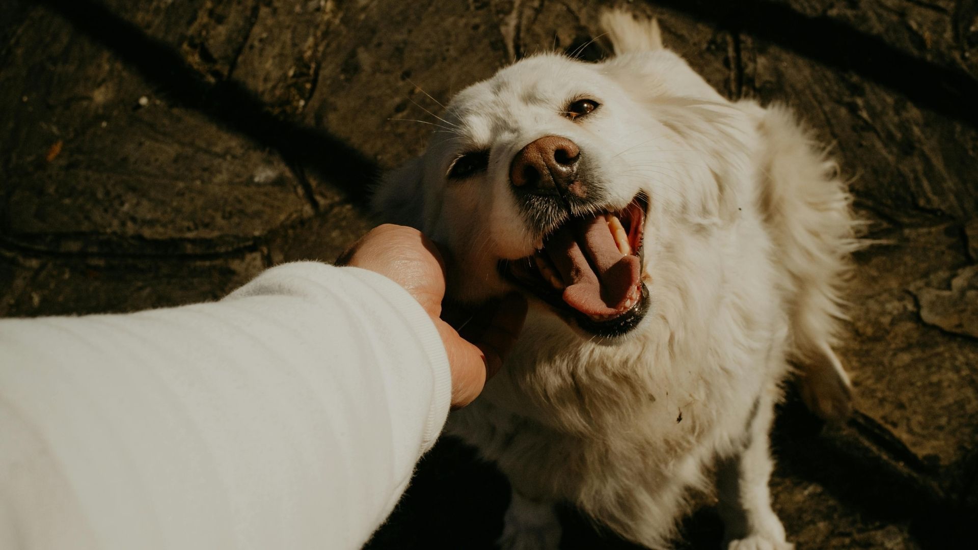 5 найвірніших порід собак 5 найвірніших порід собак