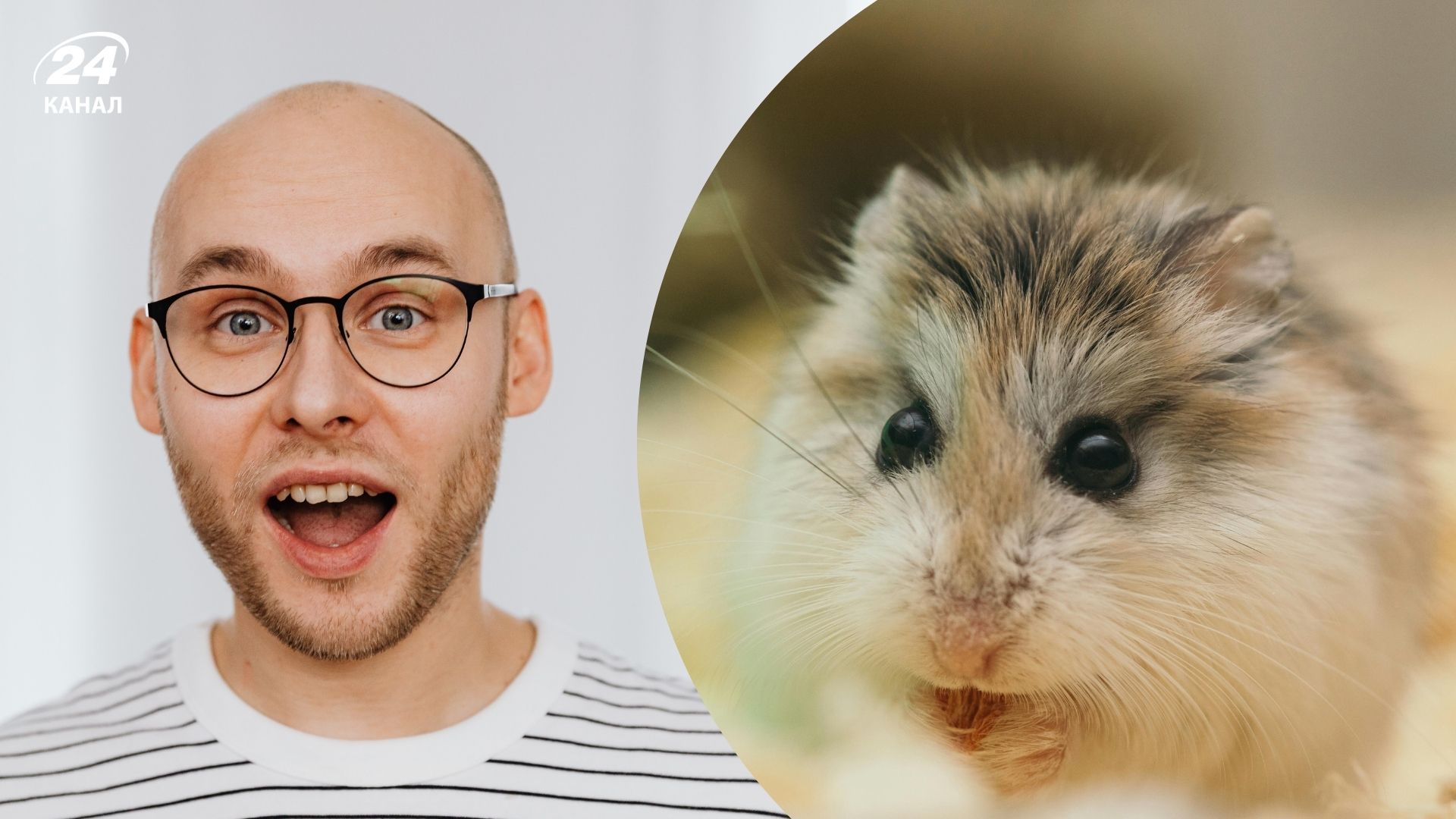 Чому хом’яки такі унікальні Чому хом’яки такі унікальні