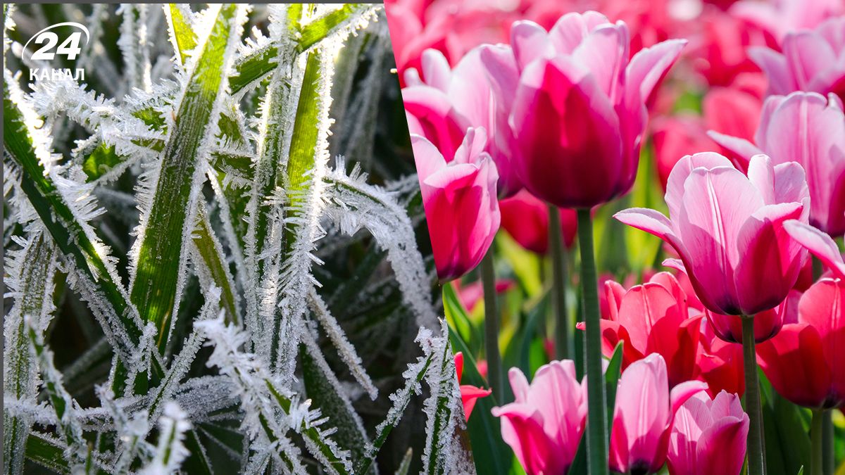 Прогноз погоды в Украине на 13.04.2026 - где пройдут дожди и будут заморозки Прогноз погоды в Украине на 13.04.2026 - где пройдут дожди и будут заморозки