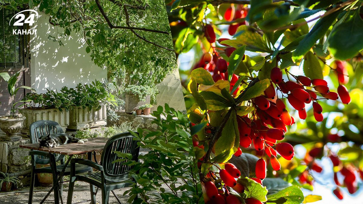 Які чагарники не підходять для вашого саду - перелік Які чагарники не підходять для вашого саду - перелік