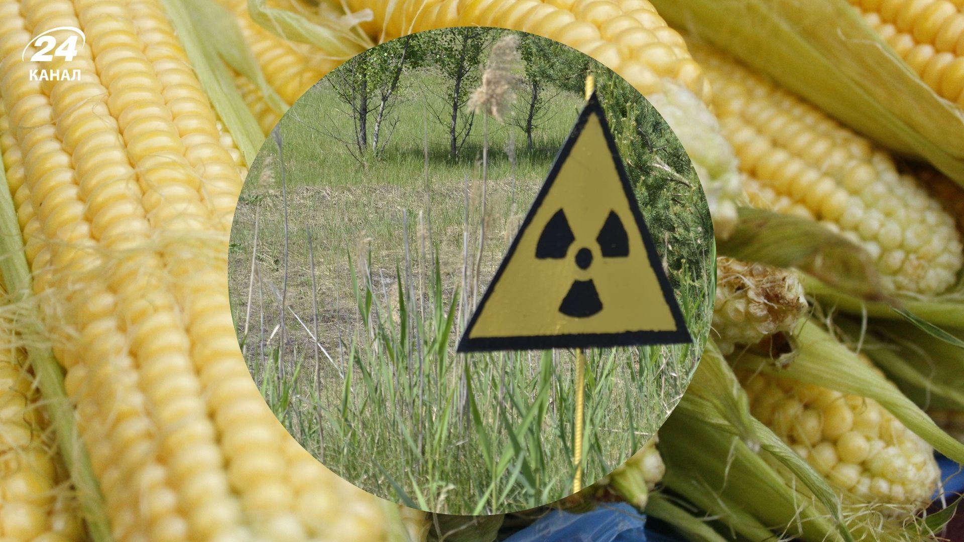 В Чернобыльской зоне годами незаконно выращивают урожай