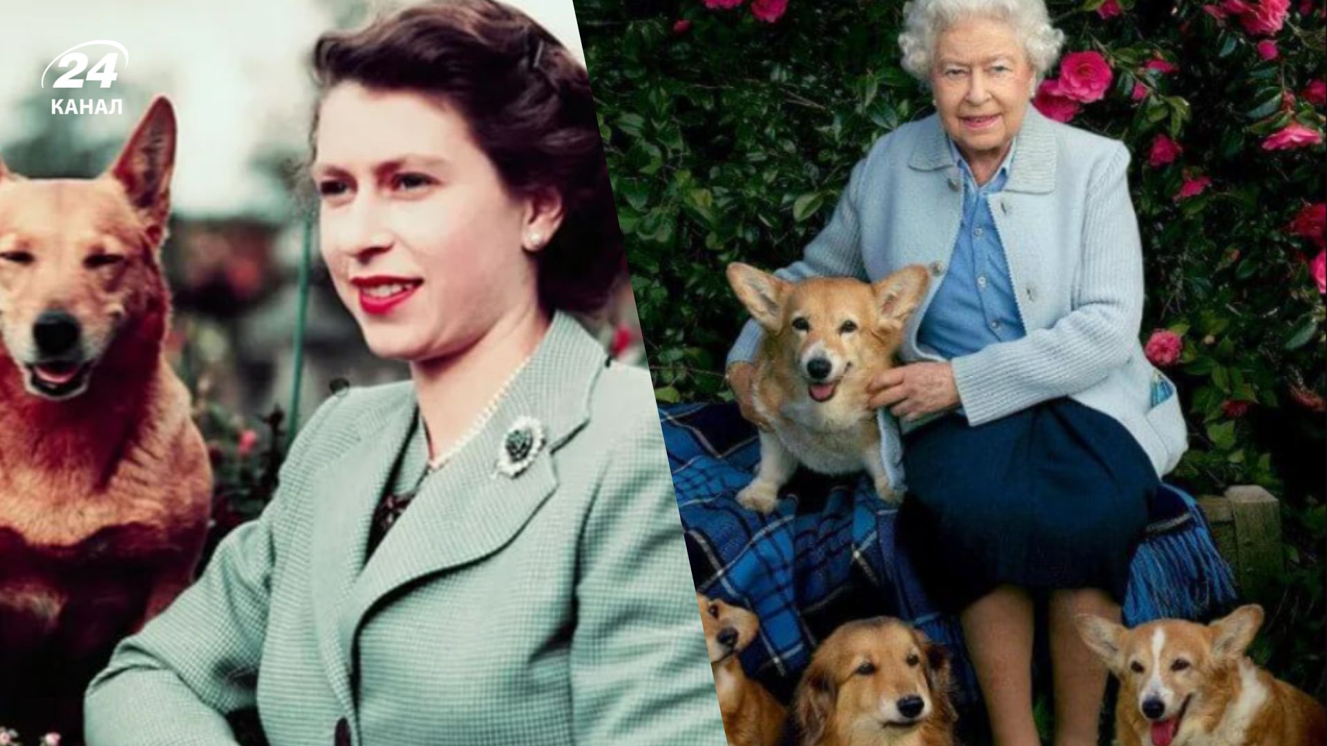 Елизавета II обожала собак - что известно о корги в Британии, информация о собаках королевы Елизавета II обожала собак - что известно о корги в Британии, информация о собаках королевы