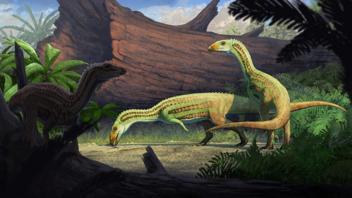 Давні родичі крокодилів могли ходити на двох ногах, але лише у дорослому віці