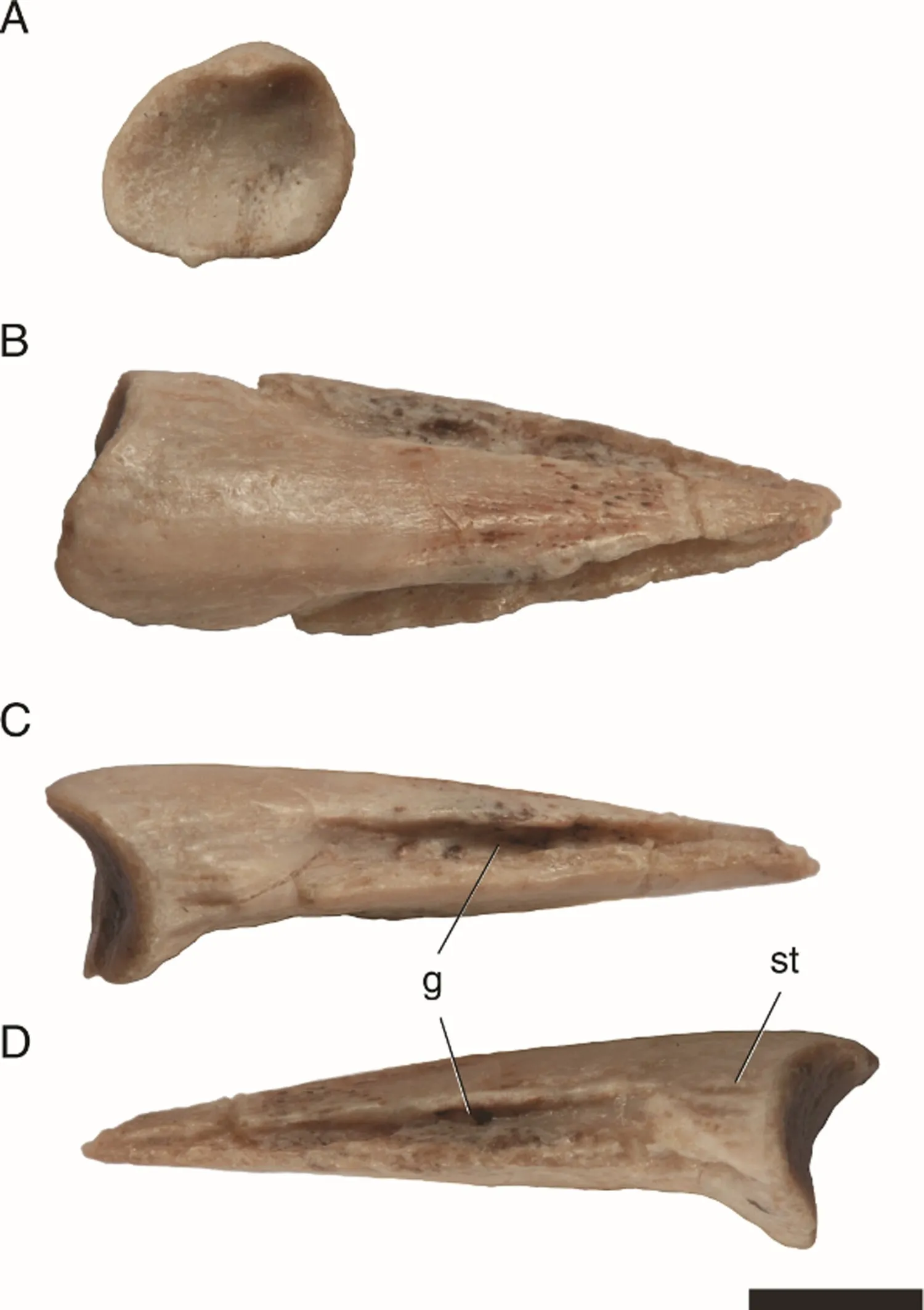 Кігті Sonselasuchus cedrus Кігті Sonselasuchus cedrus