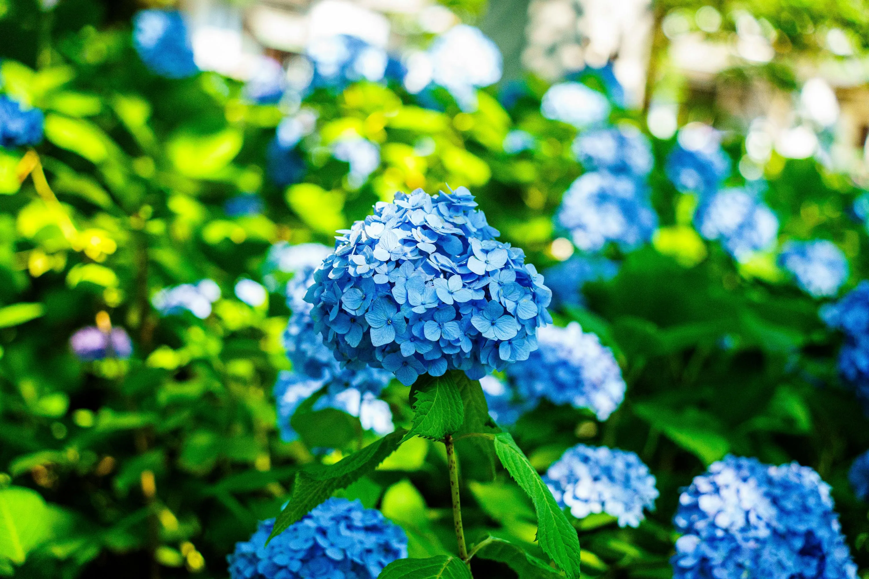 Отримати блакитний колір гортензій досить просто / Фото Pexels
