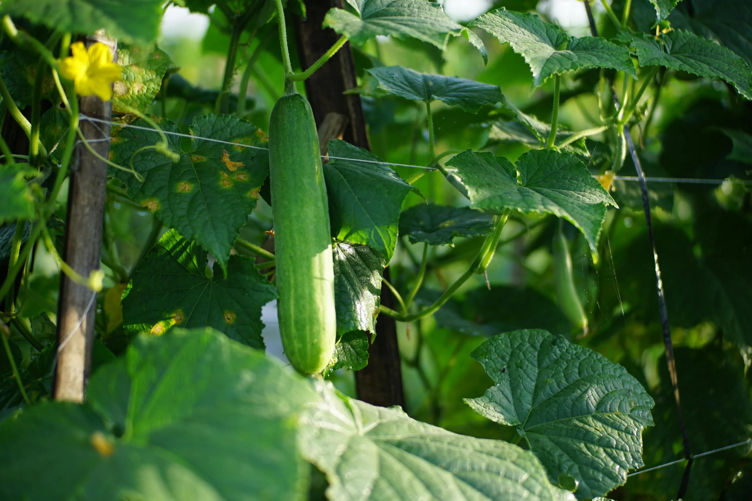 Правильный уход за огурцами подарит хороший урожай / Фото Pexels