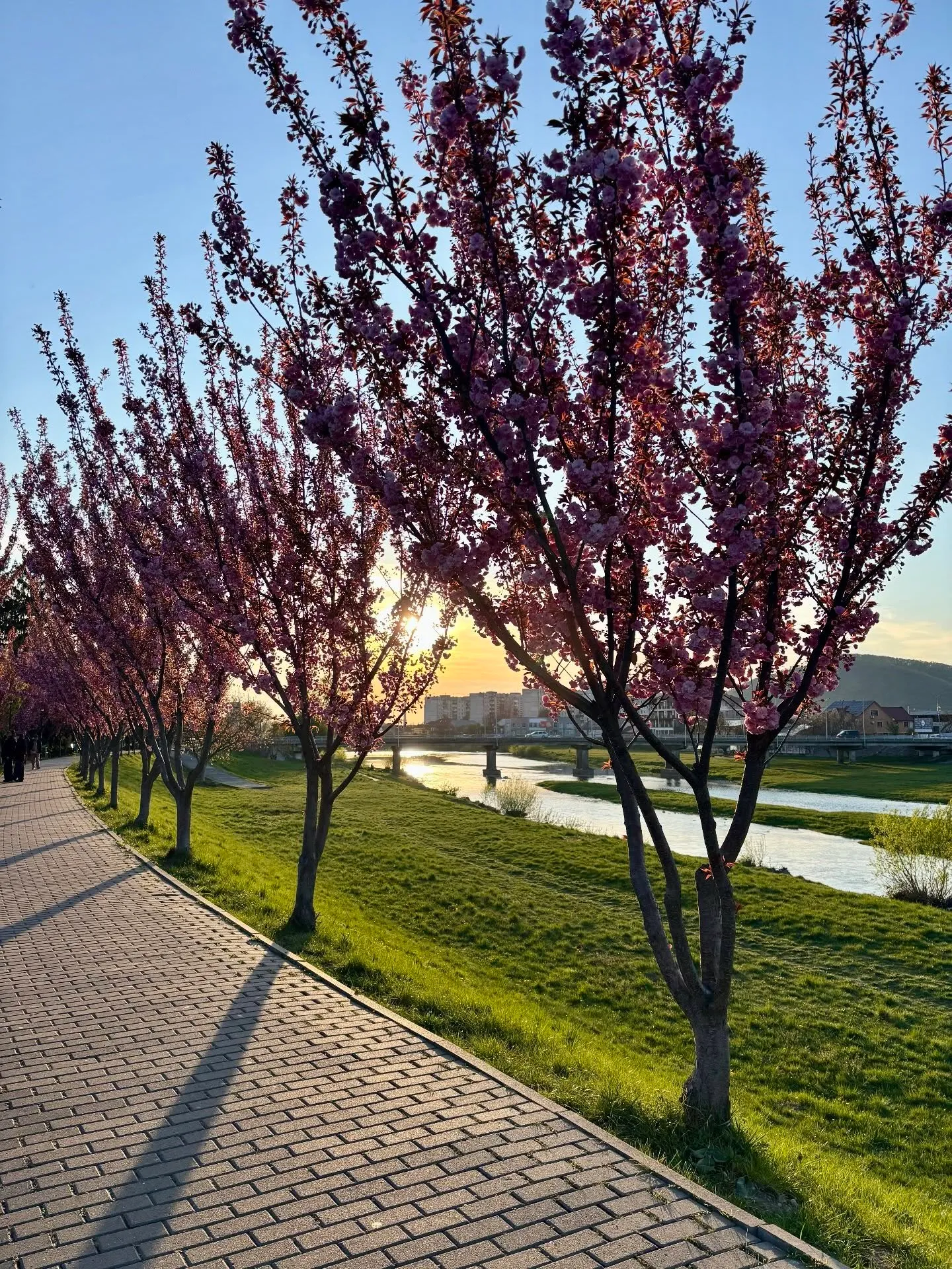 Аллея с сакурами
