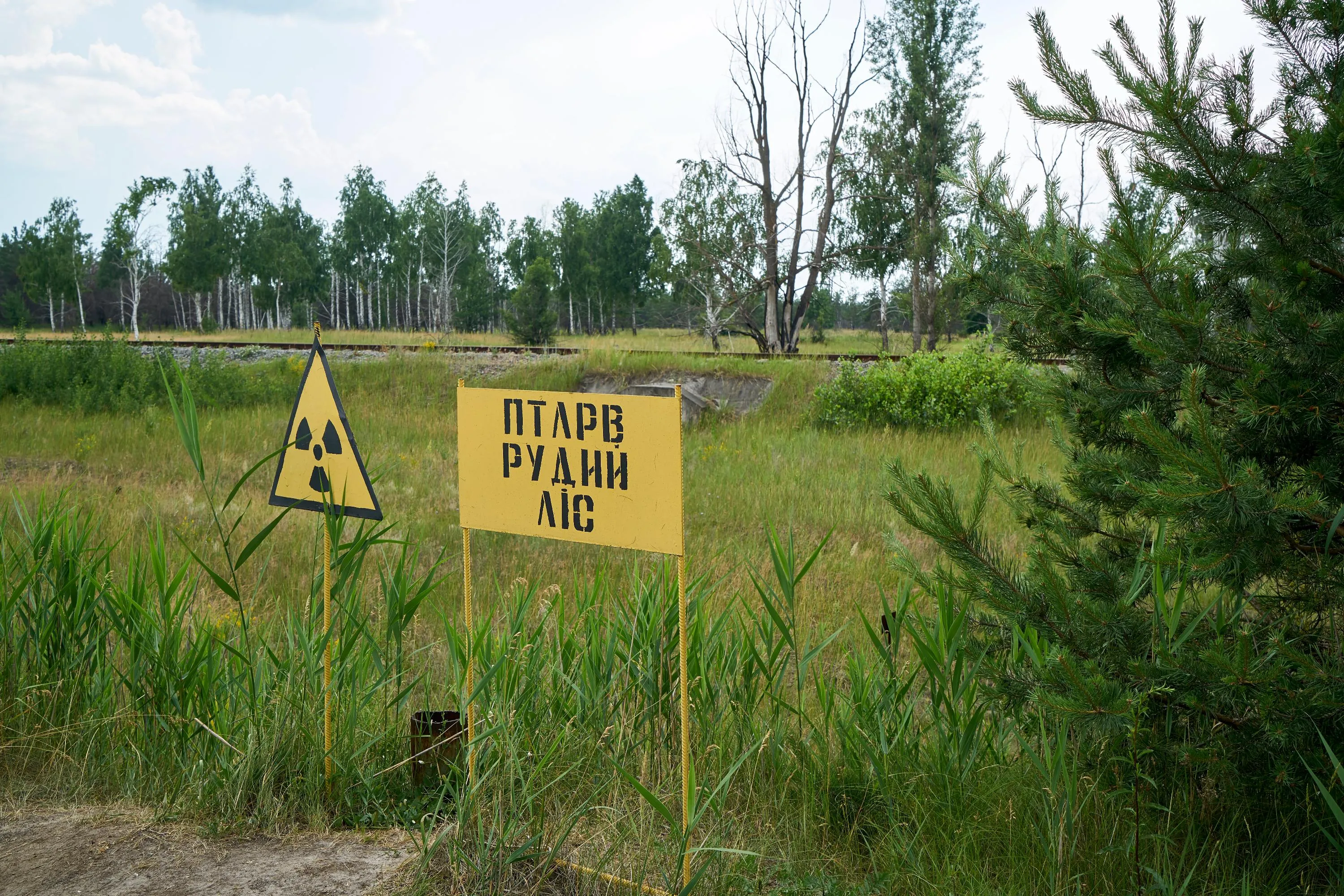 Рудий ліс у Чорнобилі