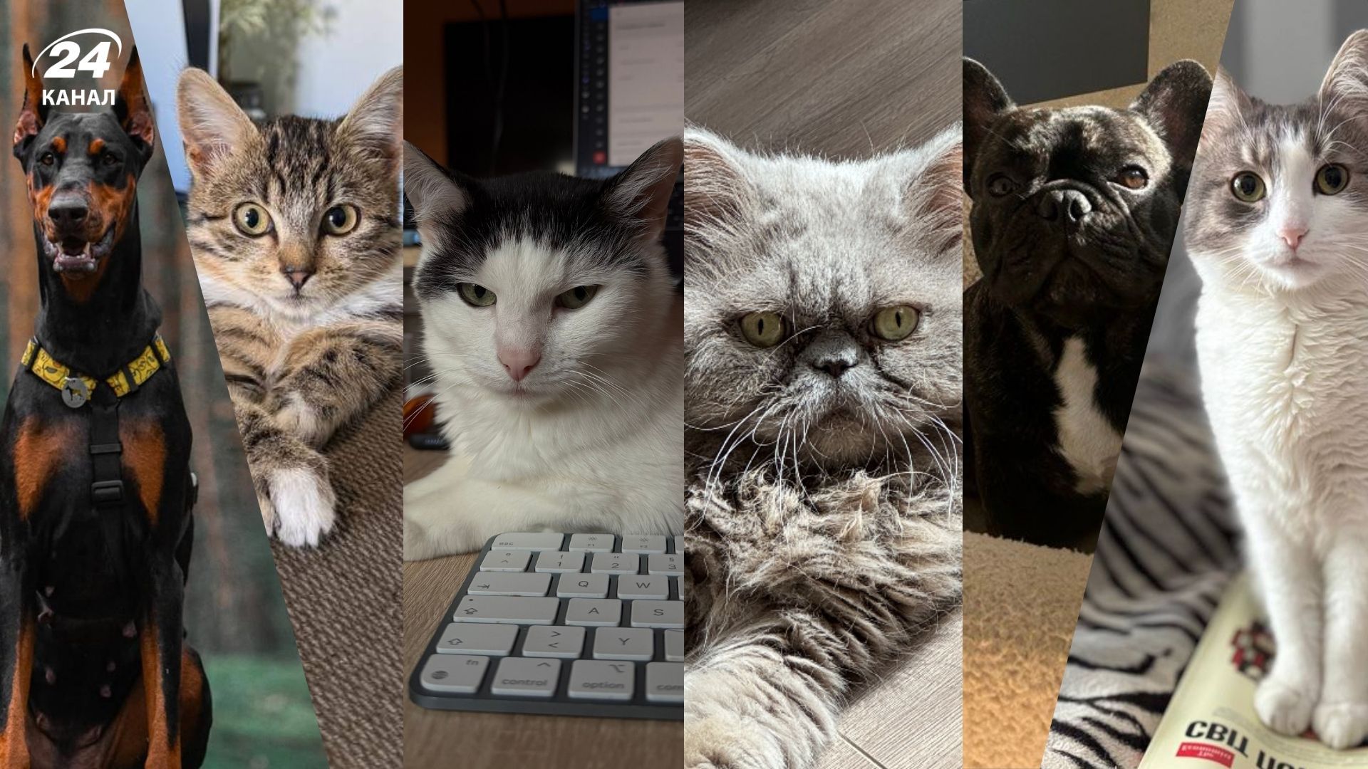 День власників домашніх улюбленців - Pets День власників домашніх улюбленців - Pets