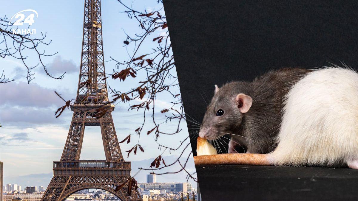 У Парижі є чимало щурів У Парижі є чимало щурів