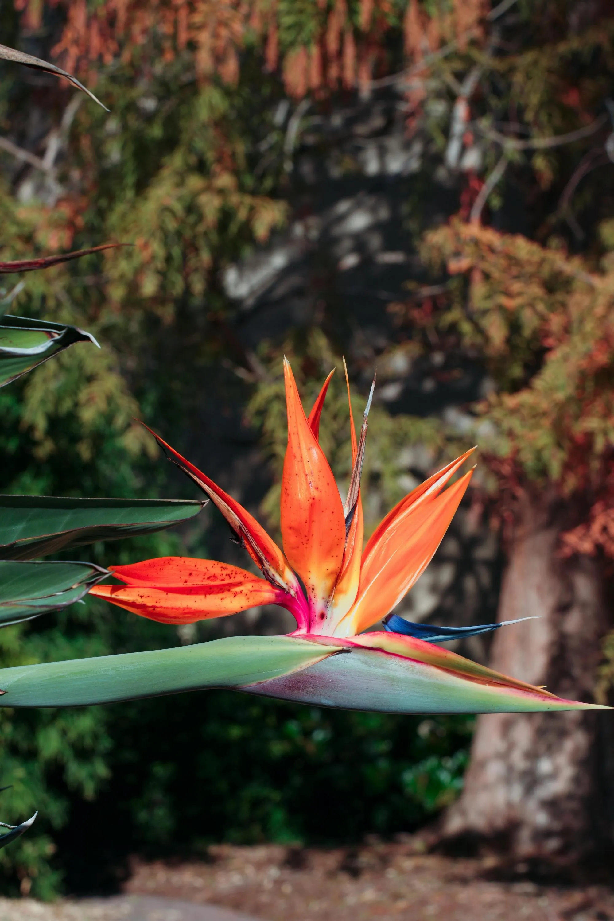 Стреліція неймовірно виглядає / Фото Pexels