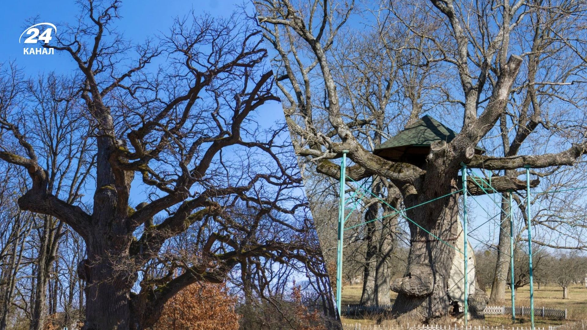 Що з дубами біля маєтку Енгельгардта на Черкащині