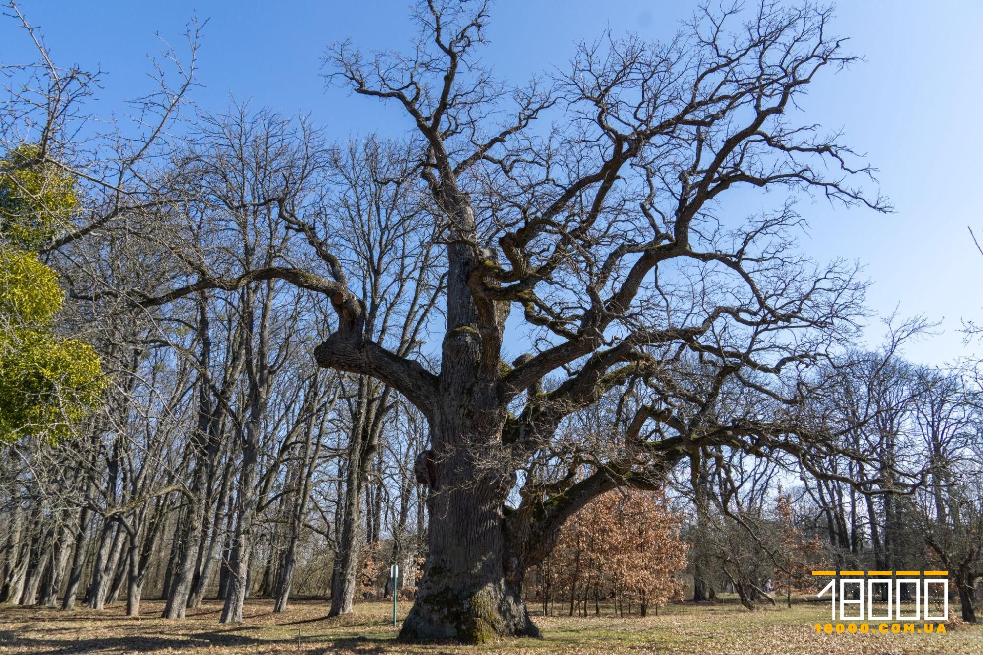 Який стан дерев зараз / фото Ірини Ямборської