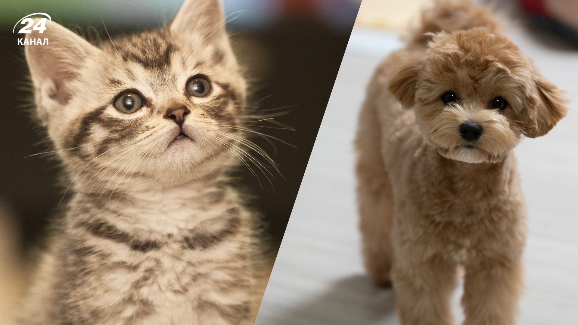 Собака чи кіт: кого легше виховувати і доглядати