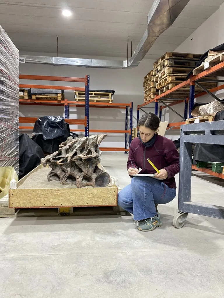 Новий вид динозавра Bicharracosaurus dionidei Новий вид динозавра Bicharracosaurus dionidei
