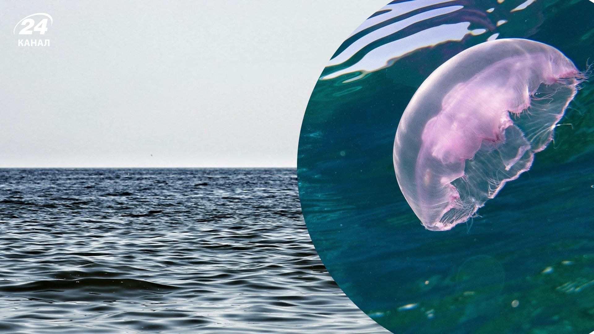 Масовий вилов медуз зашкодить Азовському морю