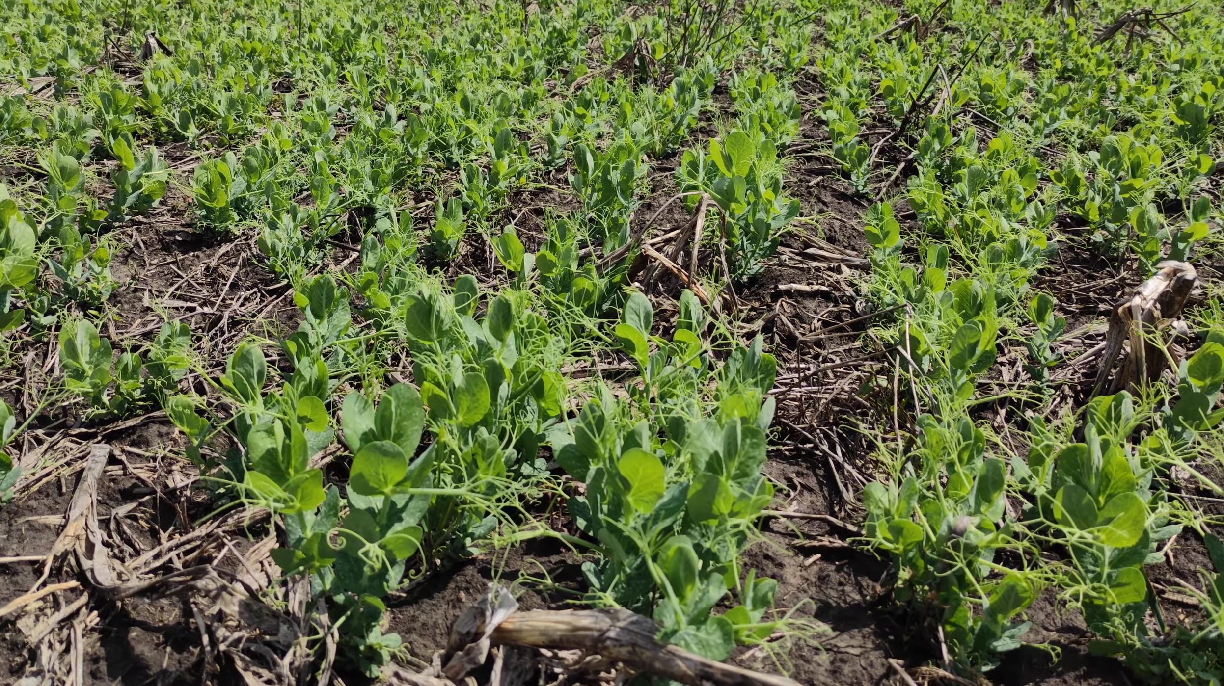 Вирощування озимого гороху