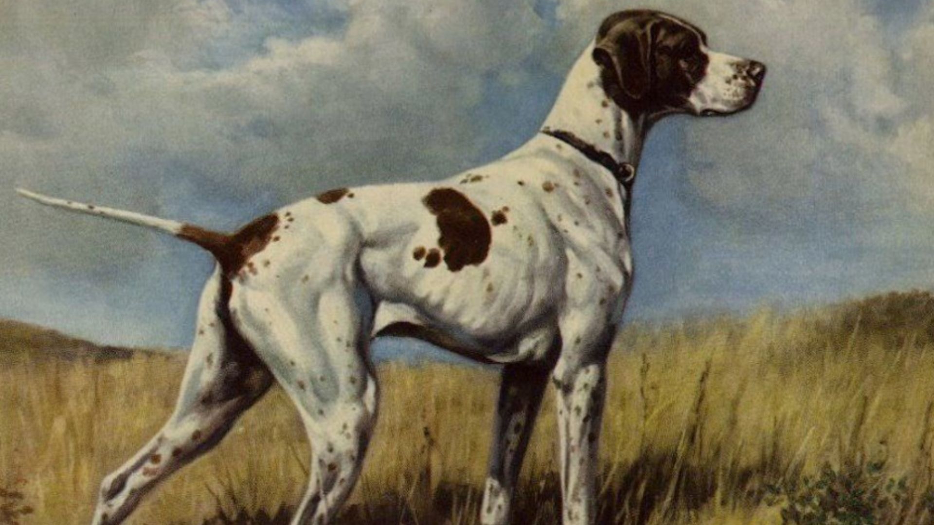 Їх ви вже ніколи не побачите: 5 порід собак, які вимерли - Pets Їх ви вже ніколи не побачите: 5 порід собак, які вимерли - Pets