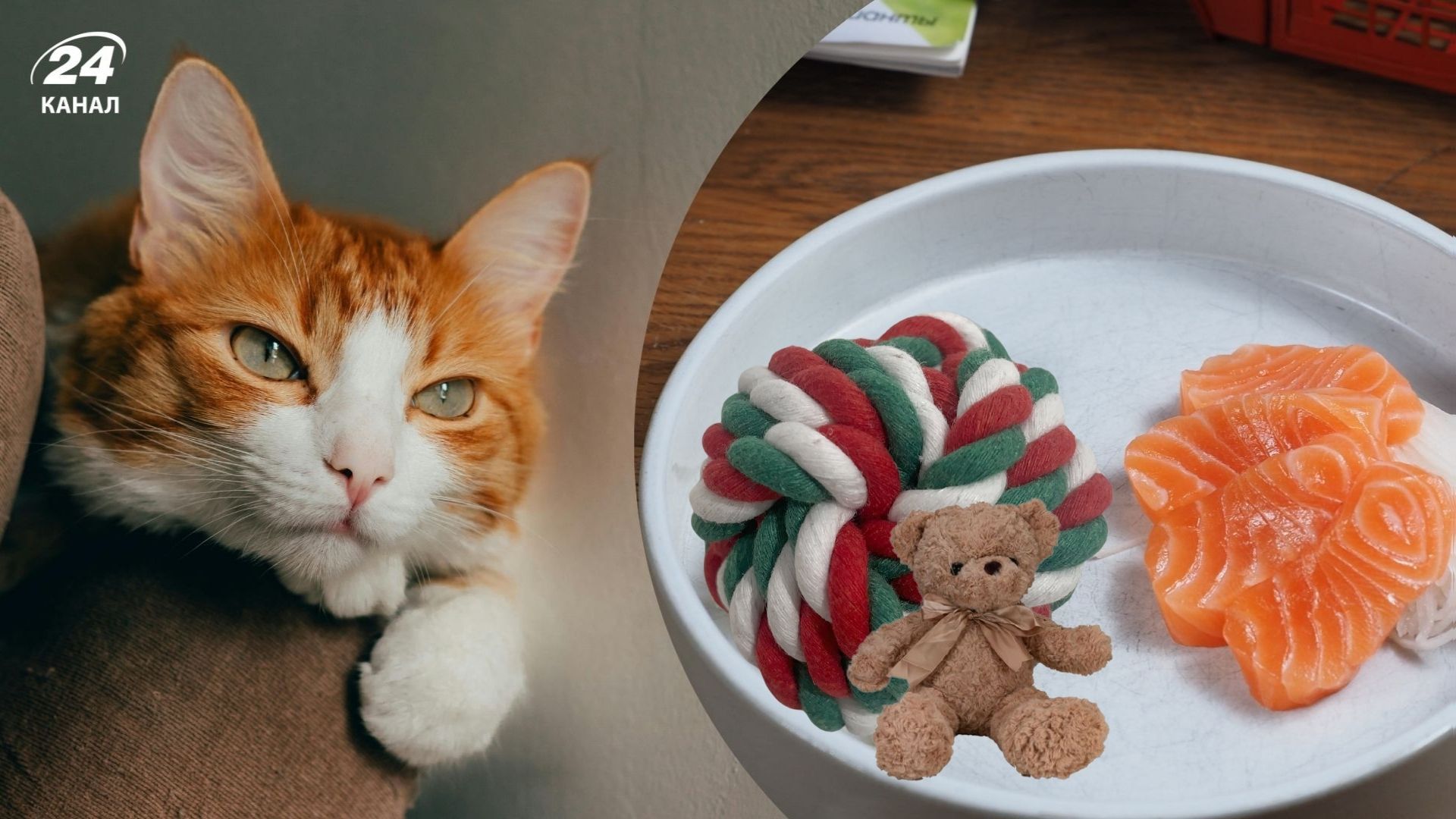 Почему кот топит игрушки в своей тарелке Почему кот топит игрушки в своей тарелке