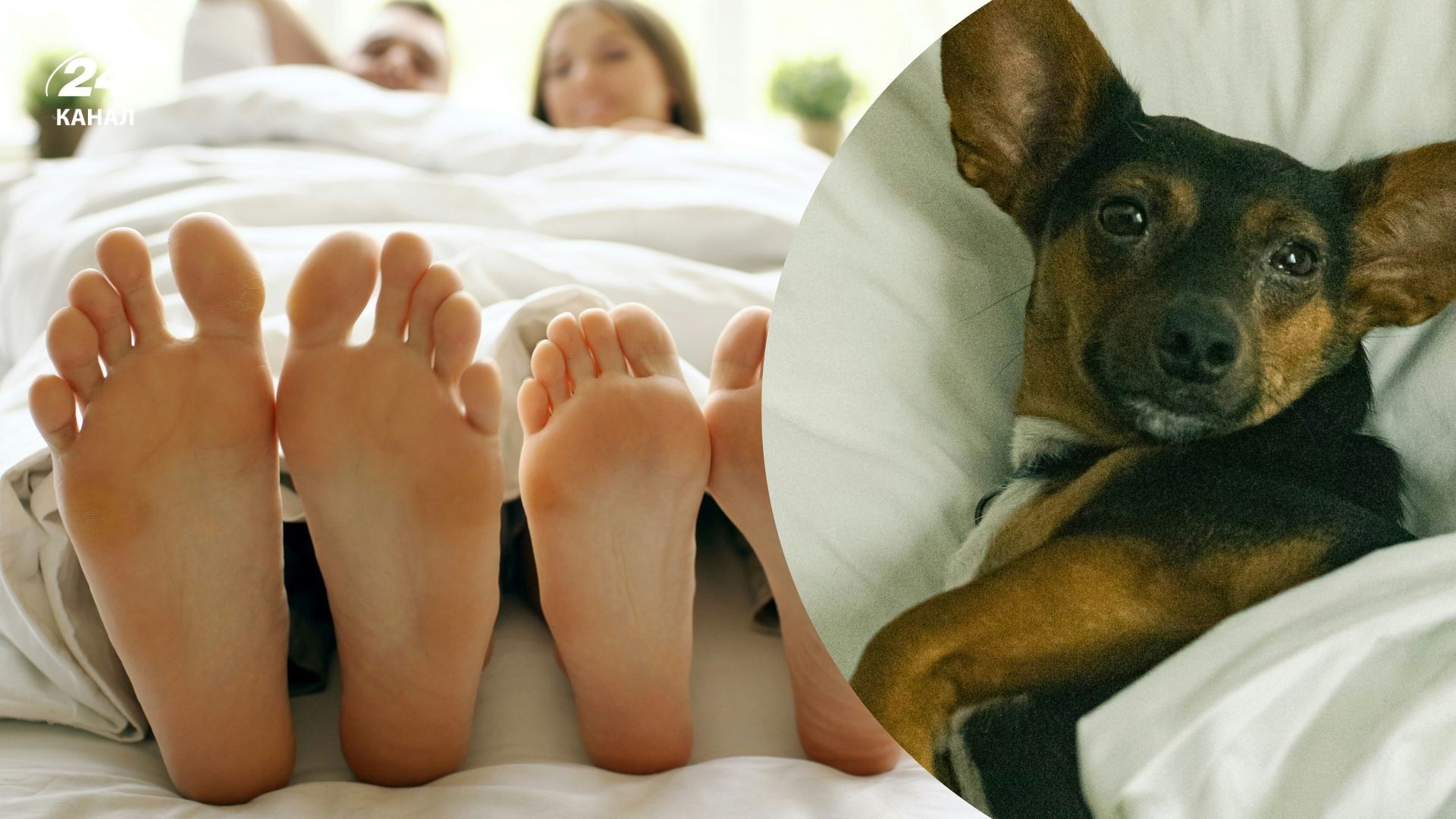 Чому насправді пес спить біля ваших ніг: 7 причин, які вас розчулять - Pets