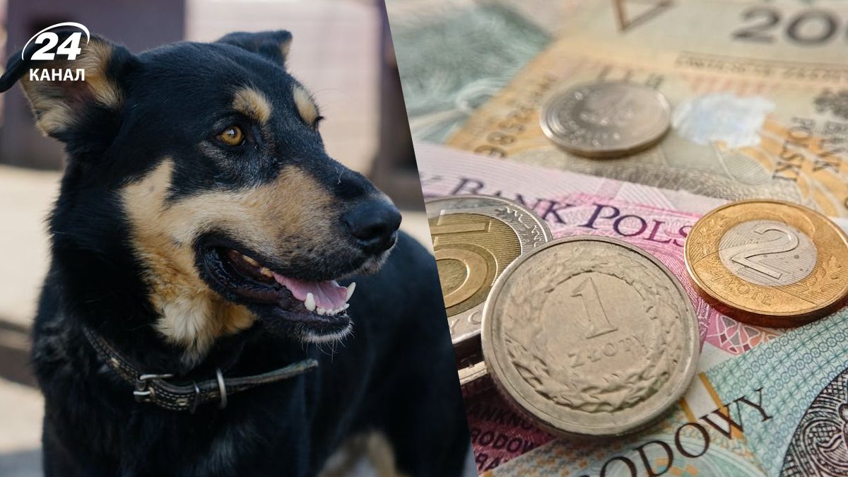 В Польше ввели новый закон в отношении животных