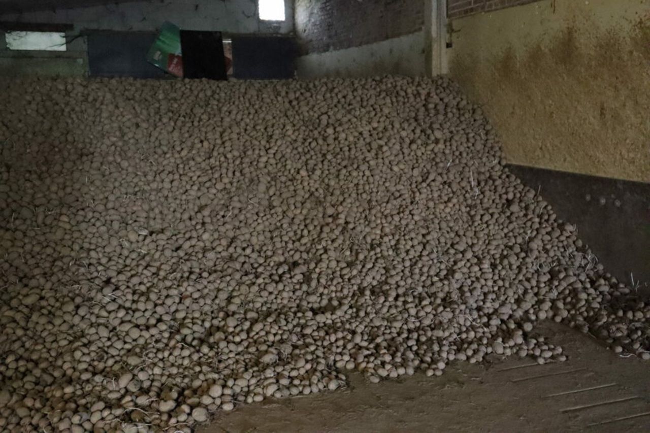 Надлишок картоплі у Бельгії