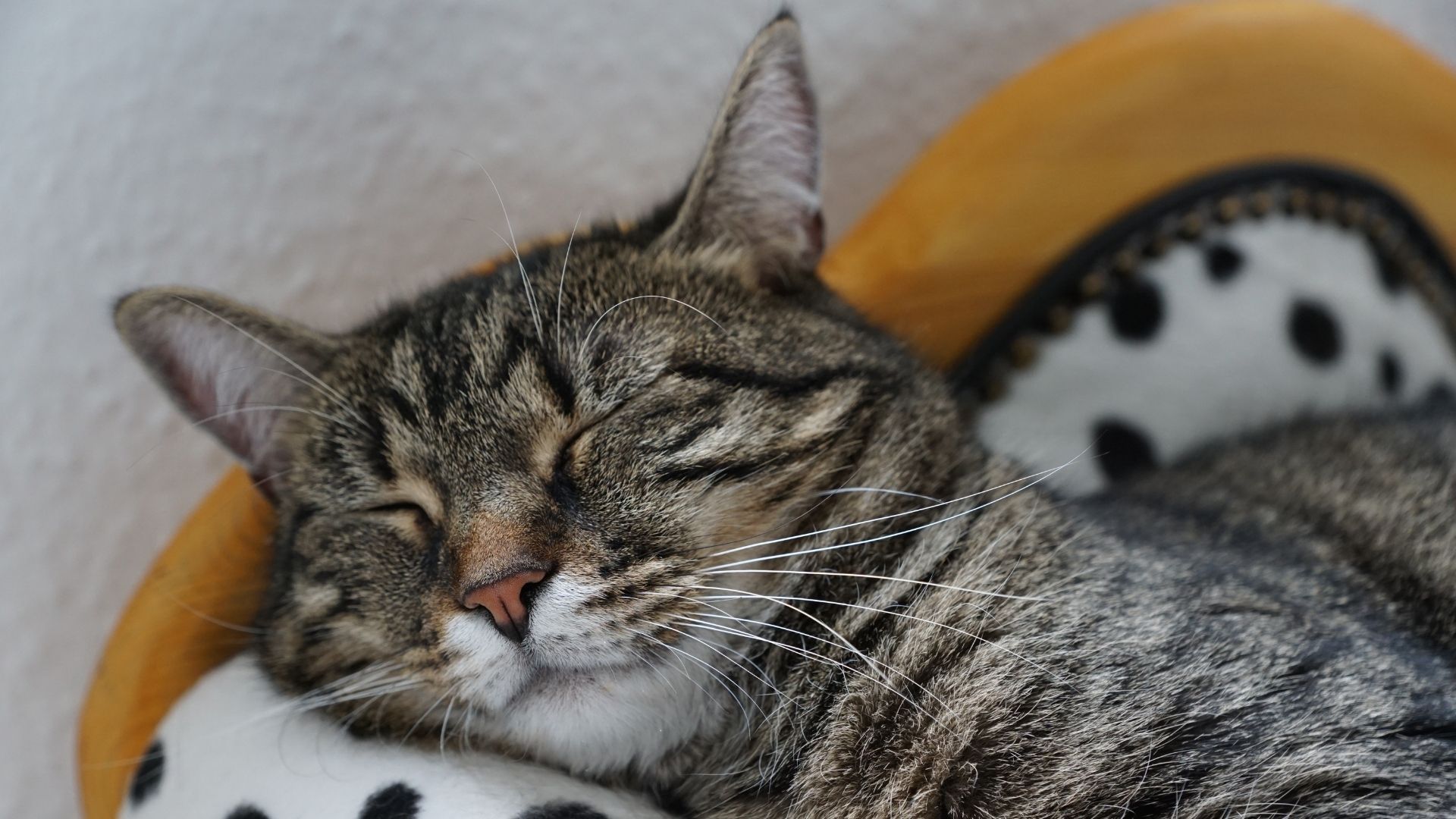 Чому коти сплять більшу частину життя Чому коти сплять більшу частину життя