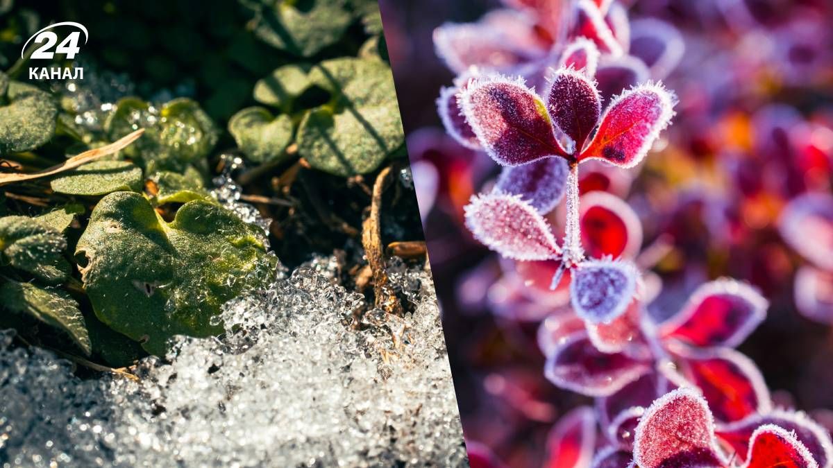 Заморозки в Україні Заморозки в Україні