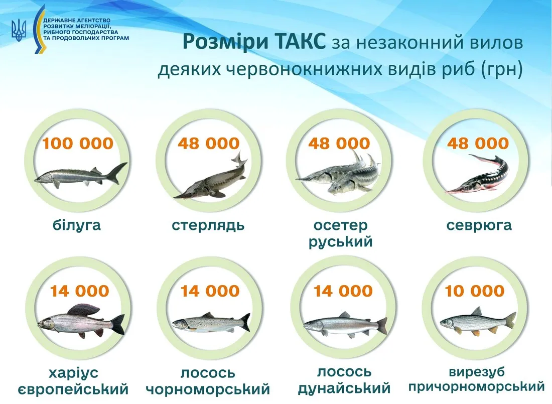 Какую рыбу нельзя ловить в мае 2026, список - размер штрафа за вылов рыбы из Красной книги Украины Какую рыбу нельзя ловить в мае 2026, список - размер штрафа за вылов рыбы из Красной книги Украины