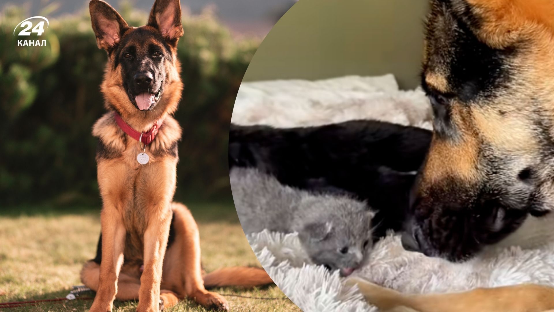 Лучшая приемная мамочка: немецкая овчарка воспитывает сразу 6 котят - Pets