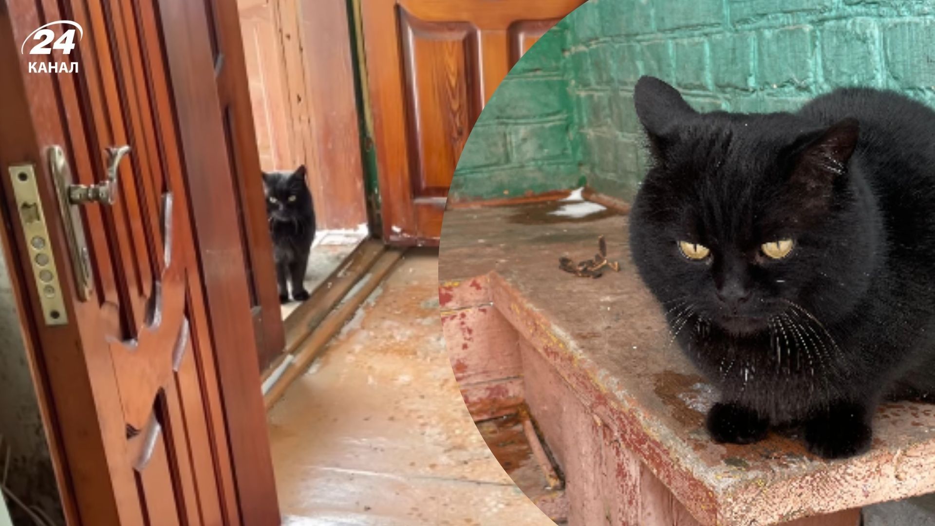 Разом із будинком отримала сюрприз Разом із будинком отримала сюрприз