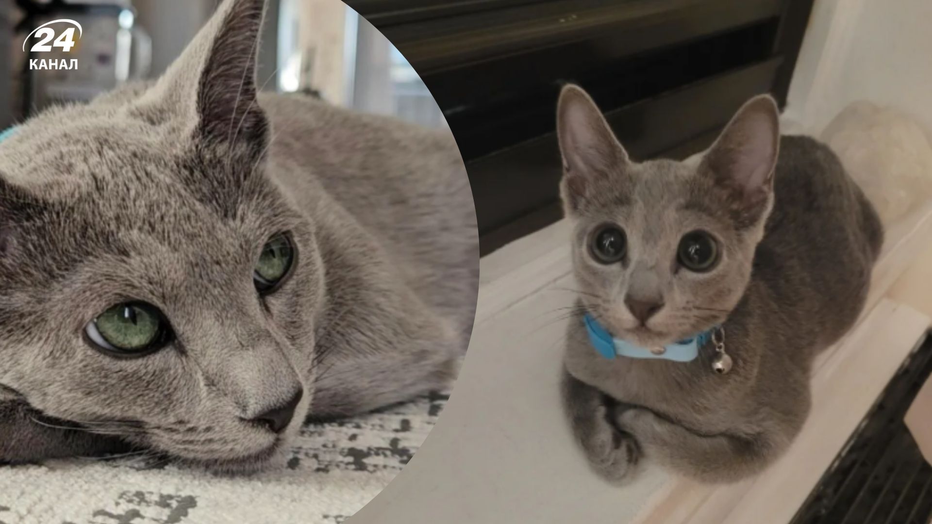 Кошка со странными бровями