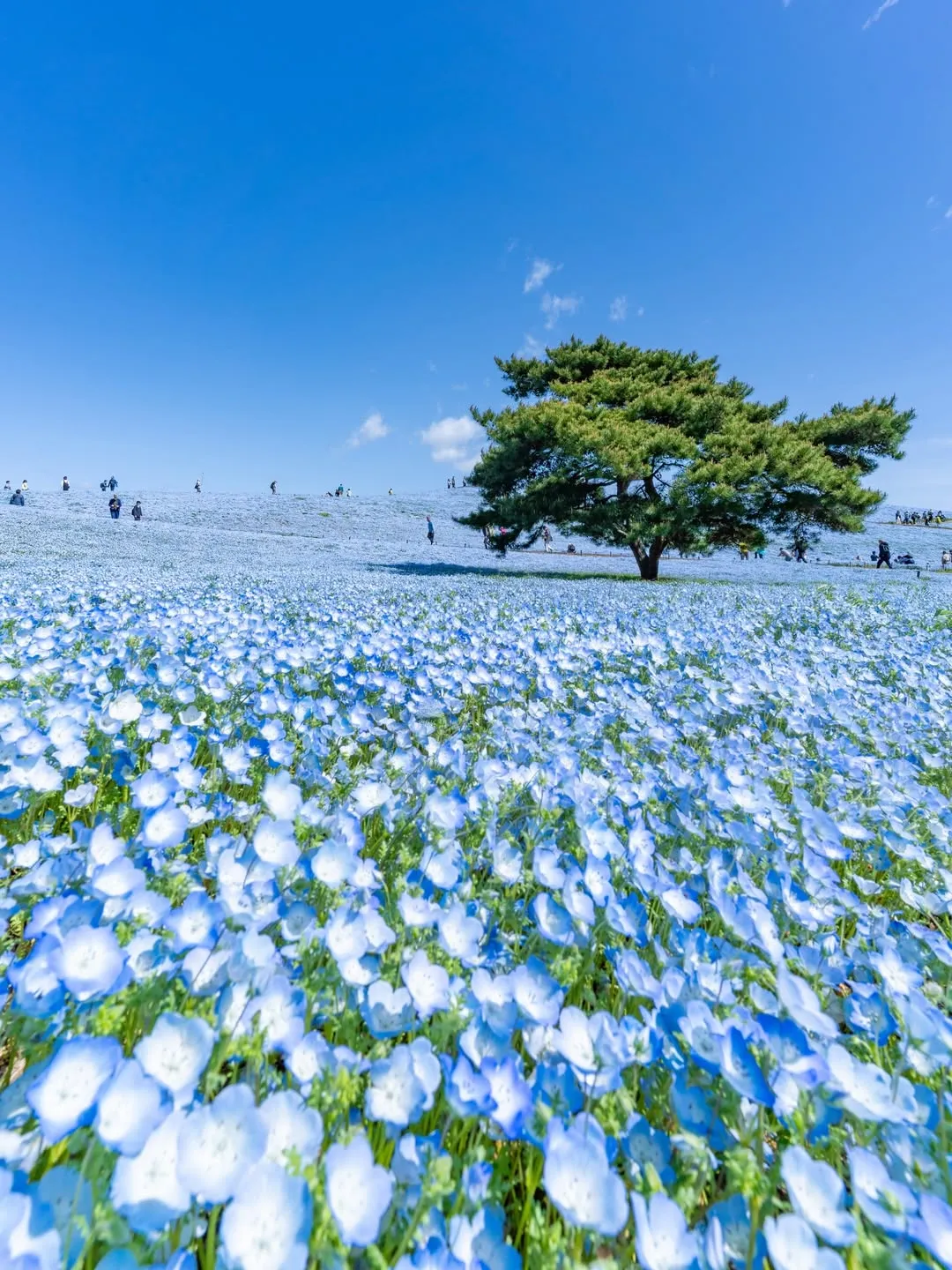 Неймовірні немофіли у Японії / Фото з інстаграму Hitachi Seaside Park