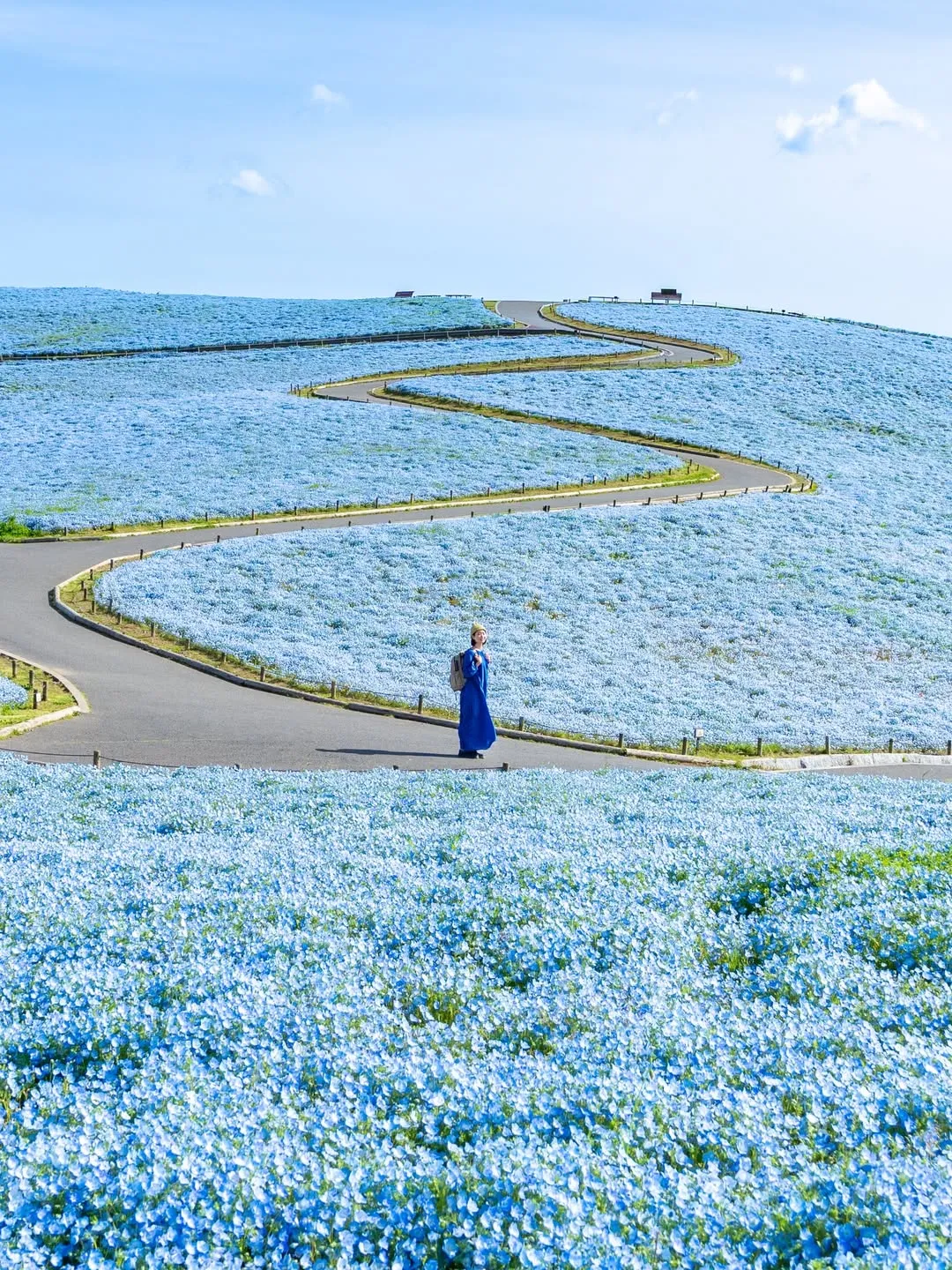 Неймовірні немофіли у Японії / Фото з інстаграму Hitachi Seaside Park Неймовірні немофіли у Японії / Фото з інстаграму Hitachi Seaside Park
