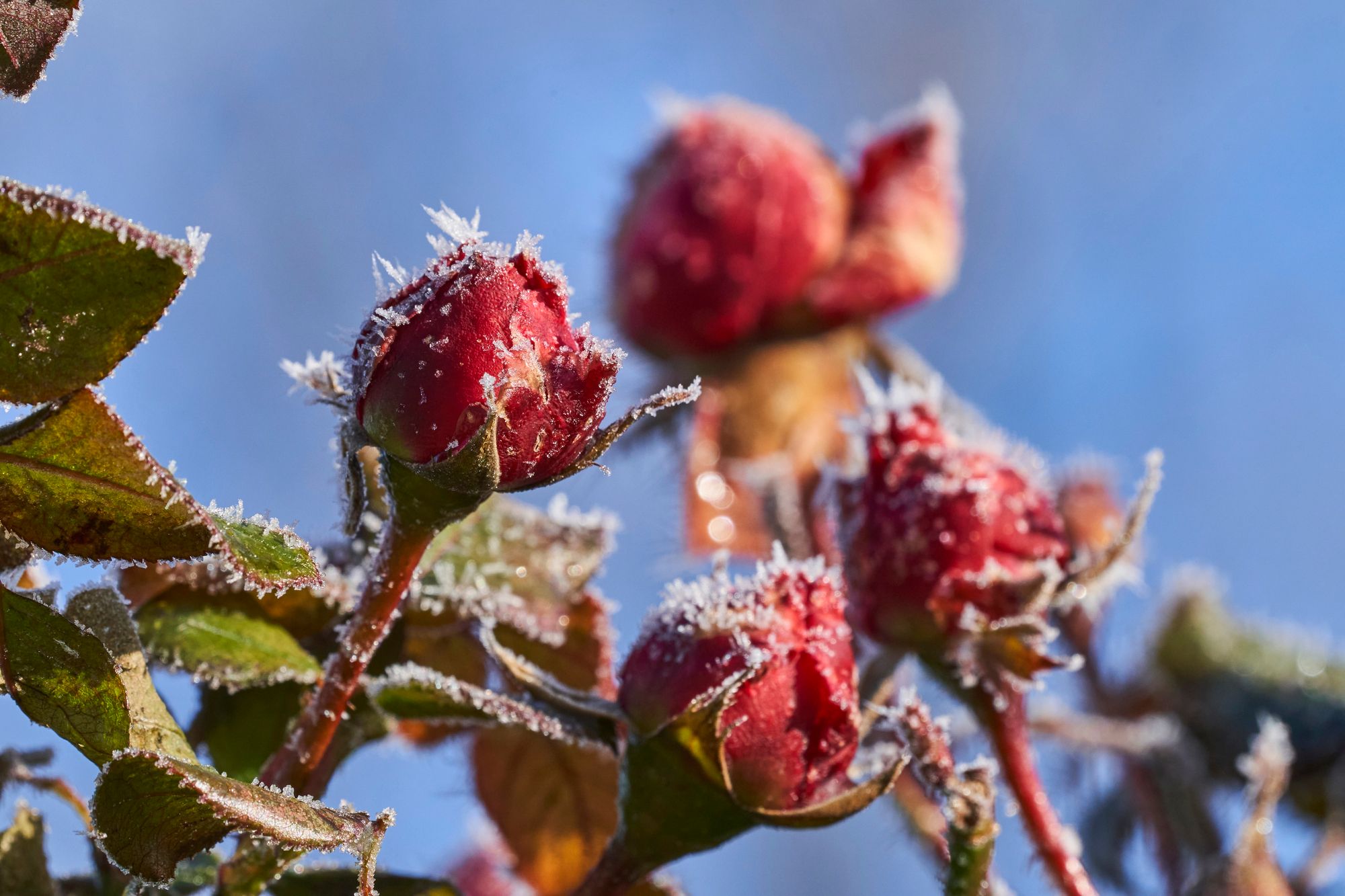 Где ждать заморозки и сильный ветер в Украине в ближайшие дни Где ждать заморозки и сильный ветер в Украине в ближайшие дни
