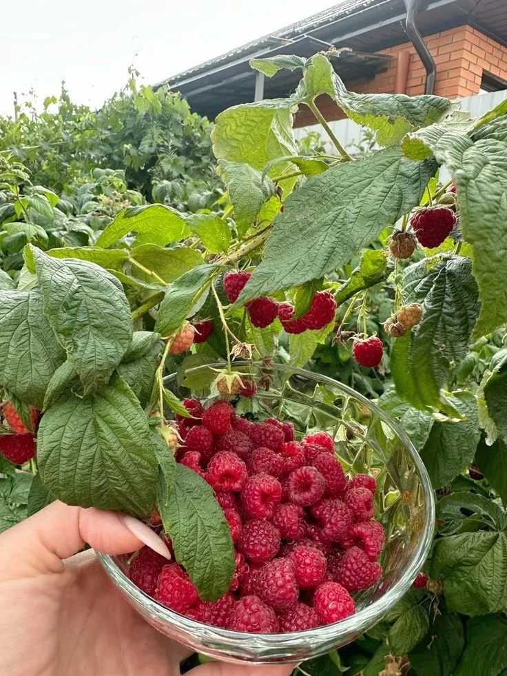 Малина дасть гарний урожай ягід / Фото Pinterest