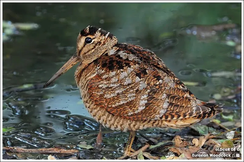 Самая маленькая птичка в мире