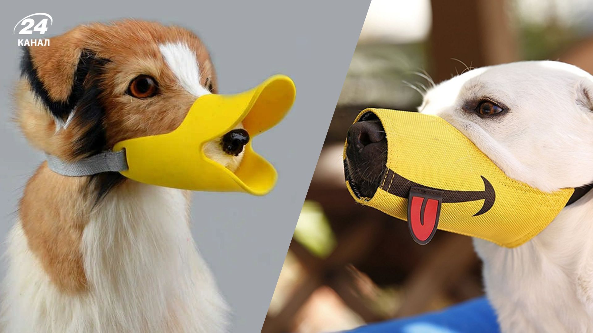 Каких собак нельзя выгуливать без намордника Каких собак нельзя выгуливать без намордника