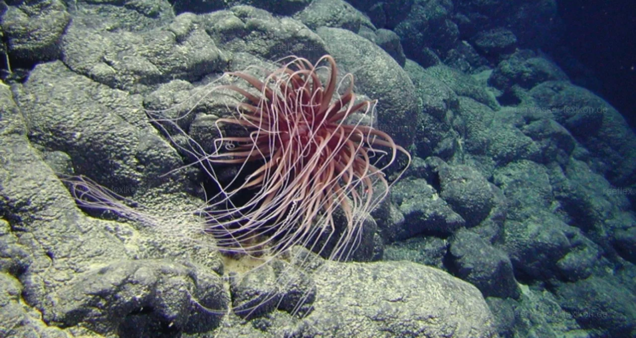 Relicanthus daphneae