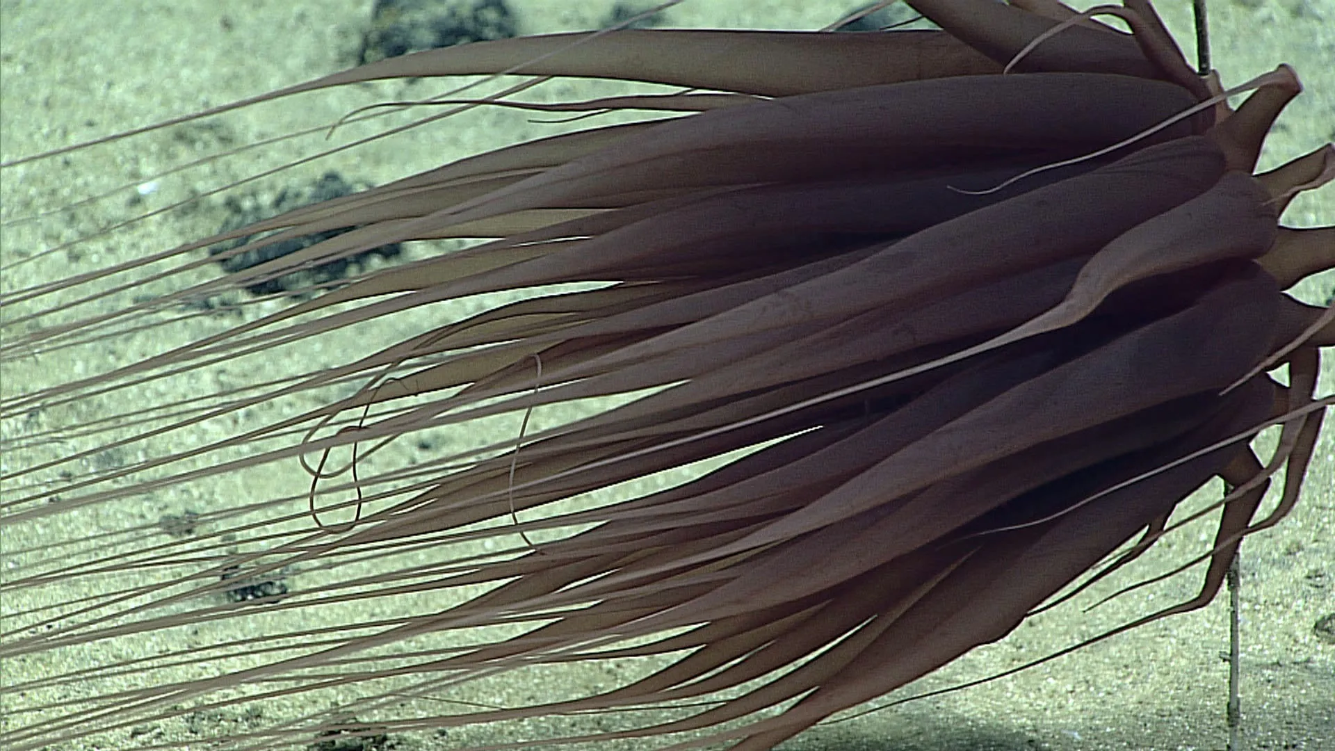 Relicanthus daphneae Relicanthus daphneae