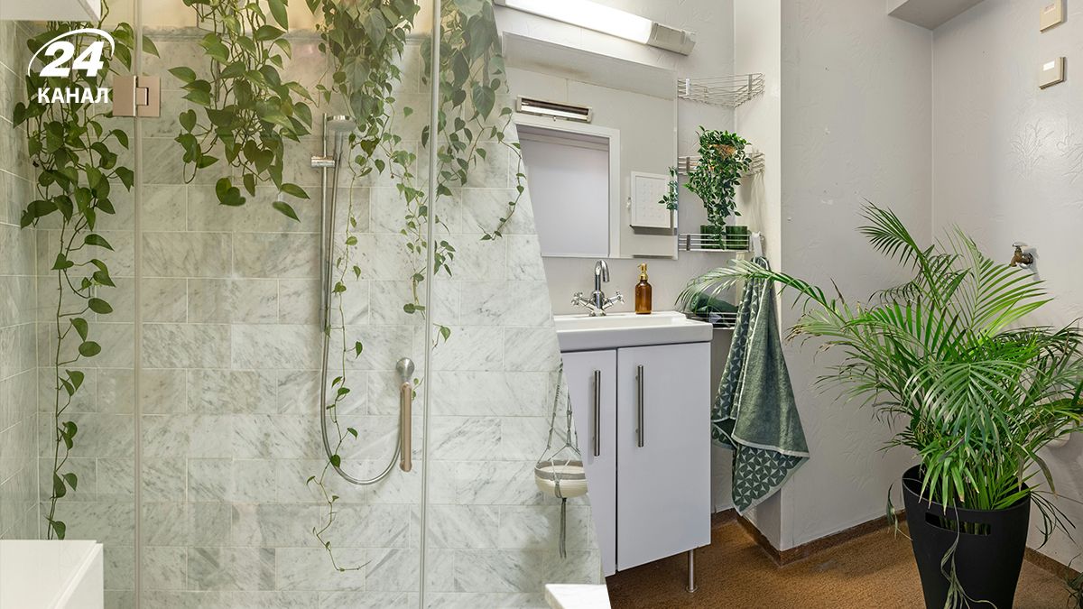 Какие 5 растений идеально подойдут для ванной комнаты Какие 5 растений идеально подойдут для ванной комнаты