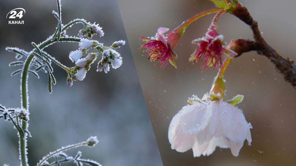 Заморозки в Україні 24
