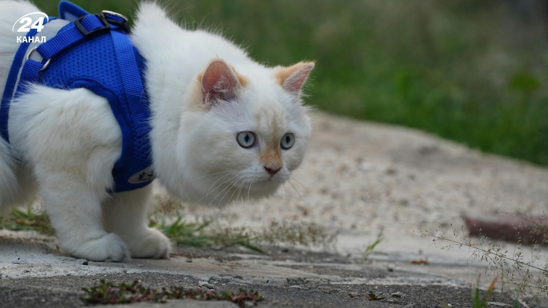 Эксперты объяснили, стоит ли выводить котов на улицу Эксперты объяснили, стоит ли выводить котов на улицу