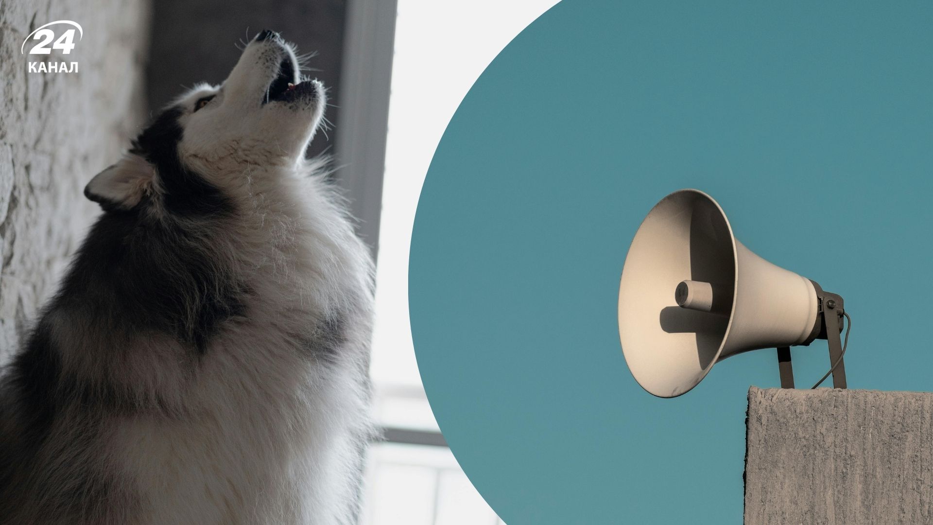 Чому собаки реагують на сирени виттям