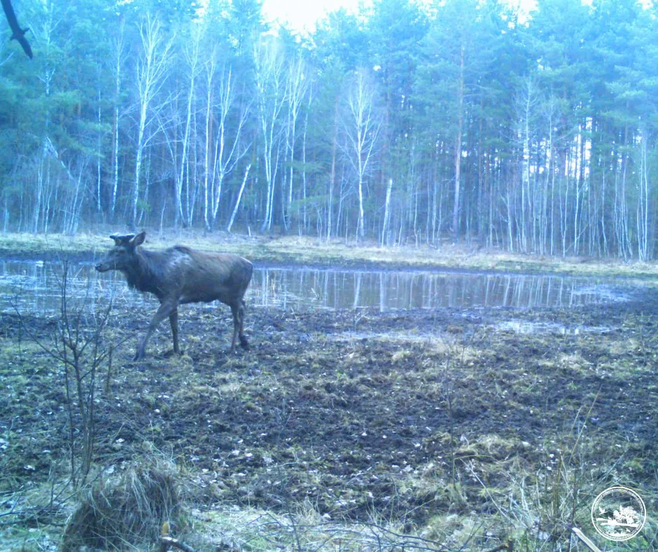 Чорнобиль Чорнобильський заповідник природа оаза у Чорнобильському лісі 