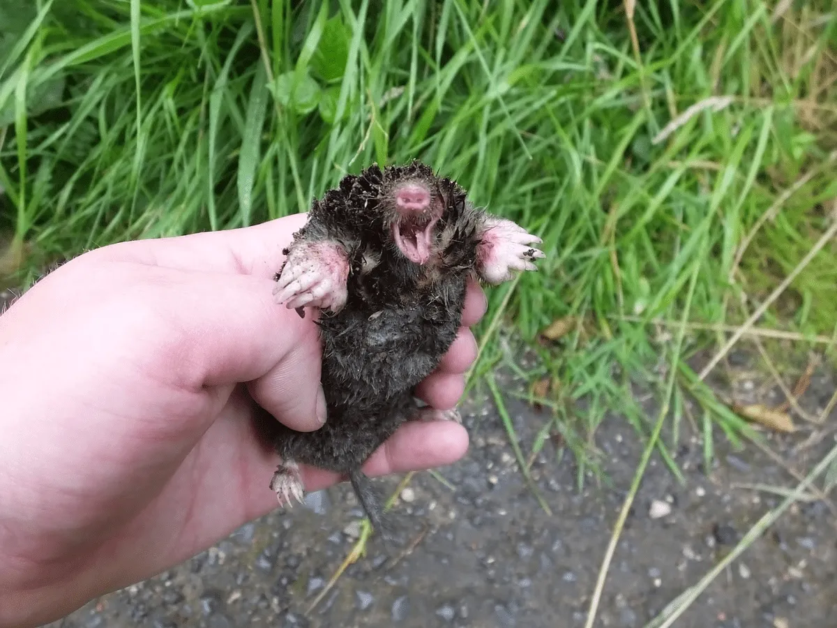 Кротів відлякує сморід / Фото Pixabay