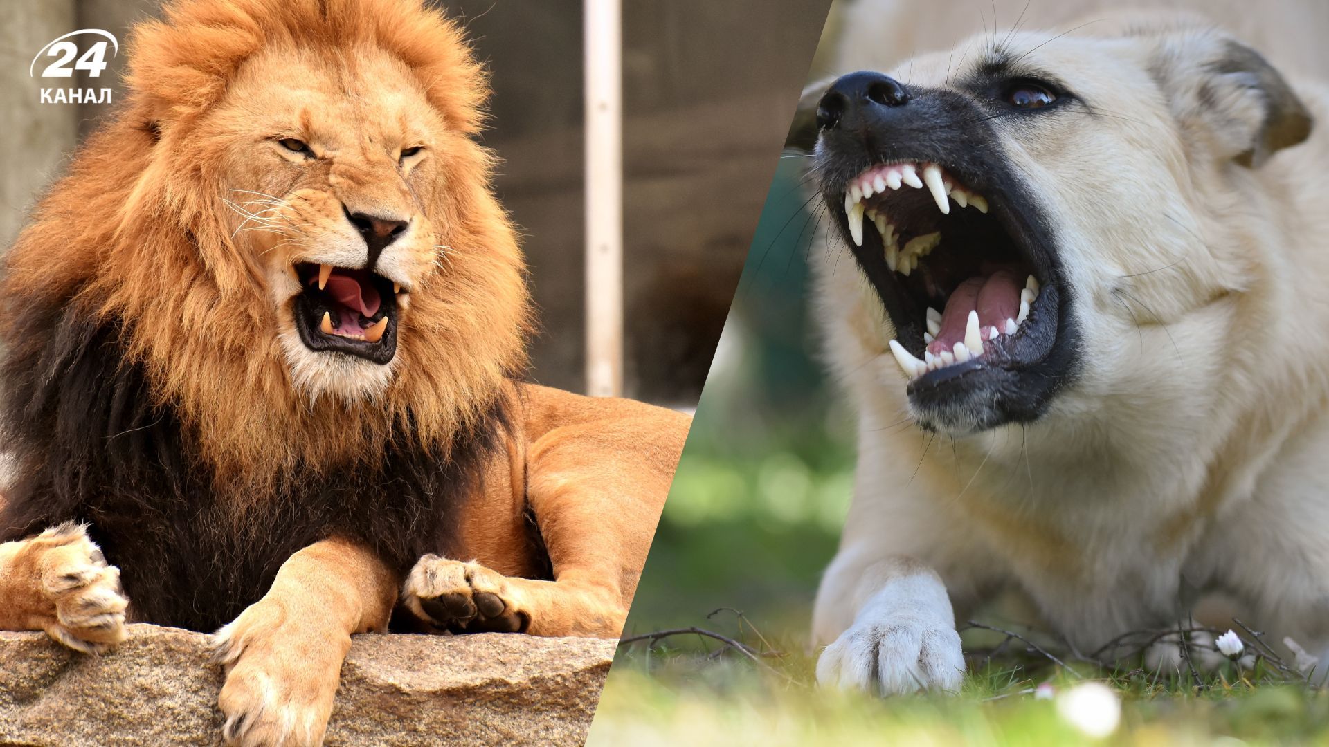 Які собаки могли протистояти левам